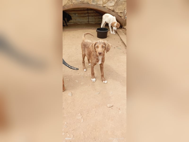 Kleine Chocolate sucht liebevolle Familie