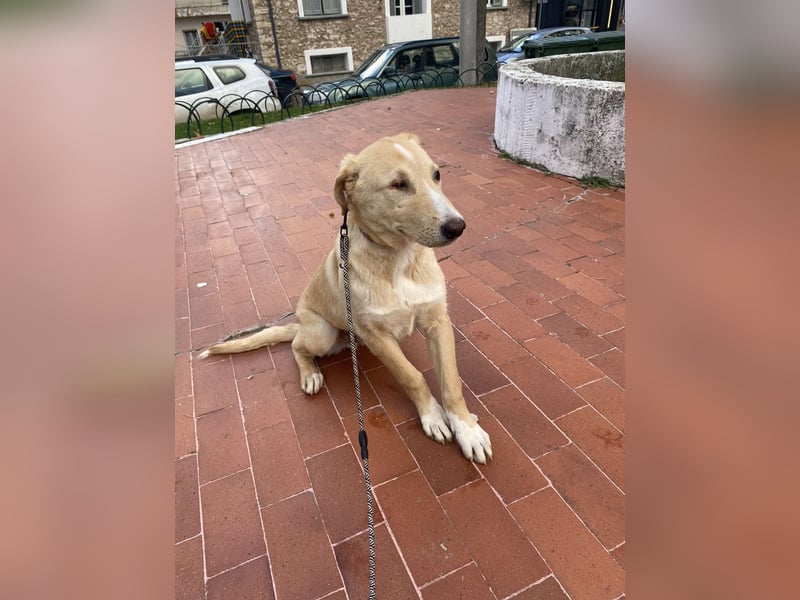 Odin - Kokoni Mix  möchte eine Chance