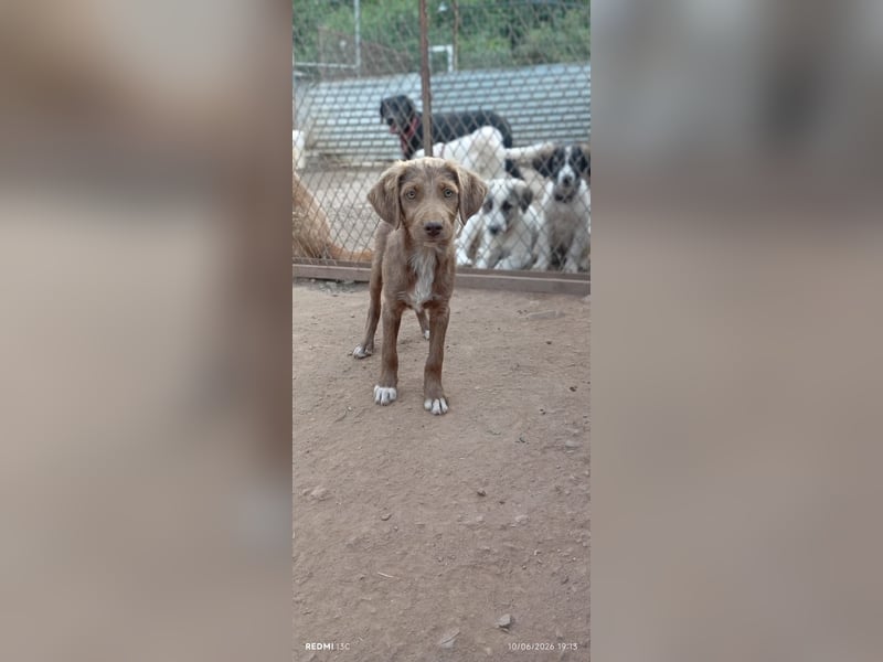 Kleine Chocolate sucht liebevolle Familie