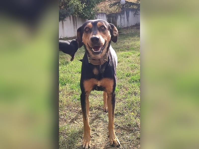 Kali - freundliches Hundemädchen sucht Körbchen
