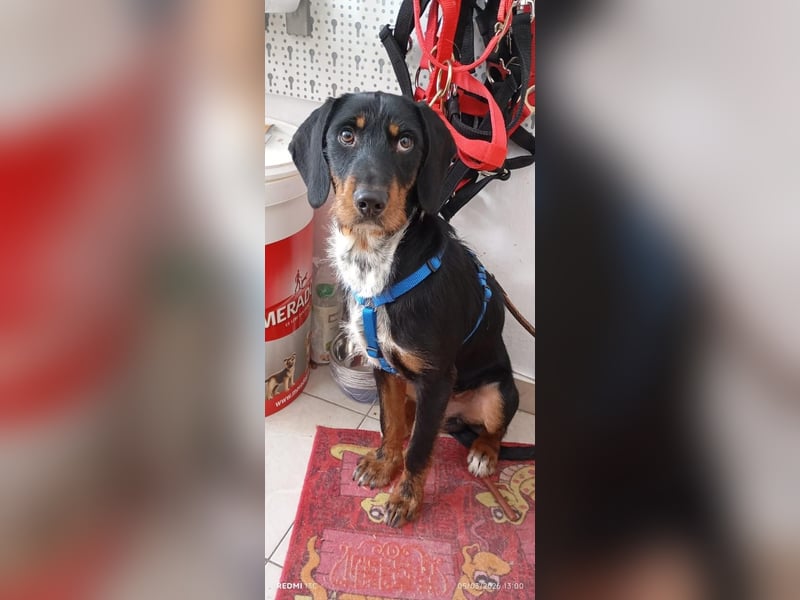 Lako, BrackenMix gibt die Hoffnung nicht auf