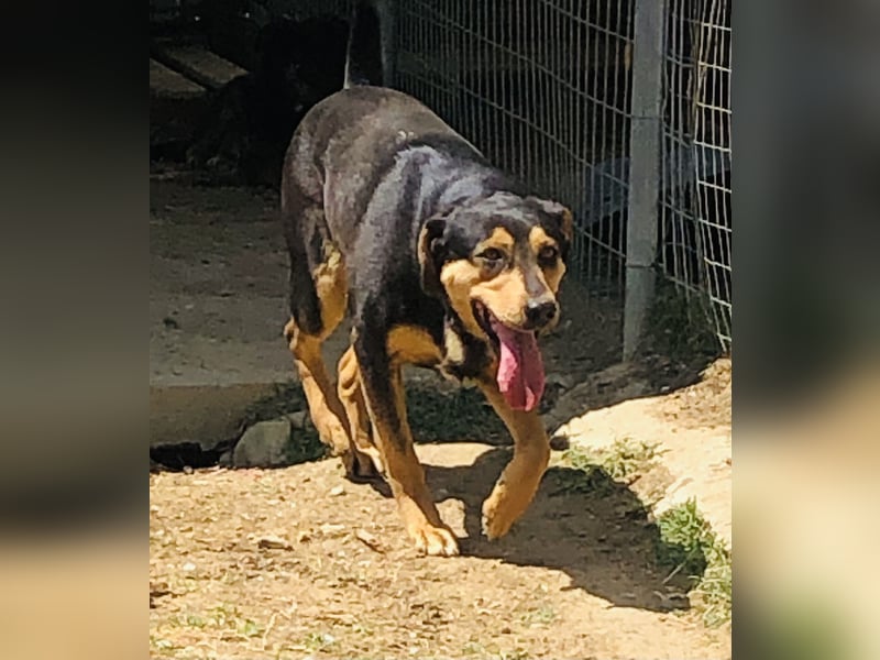 Kali - freundliches Hundemädchen sucht Körbchen