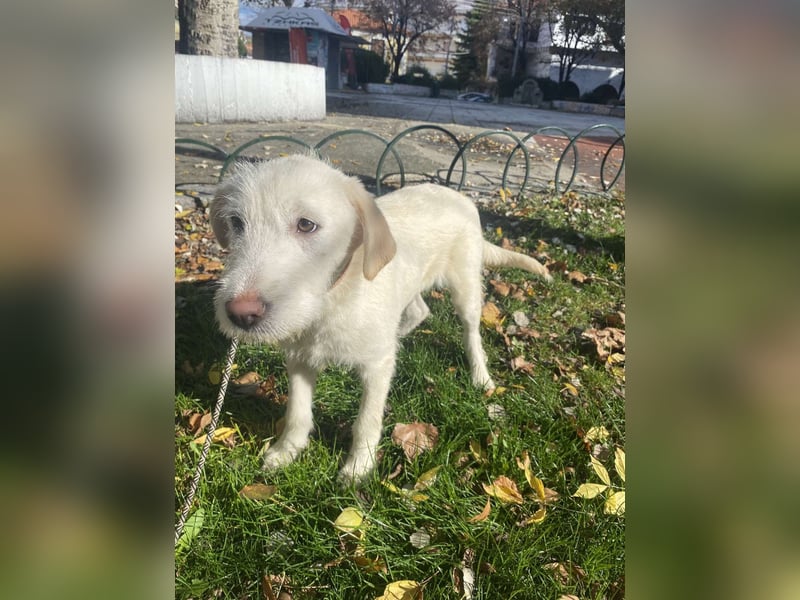 Dora der süße Wirbelwind