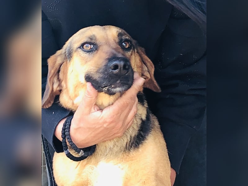 Liebevolle Ruby sucht liebevolle Familie