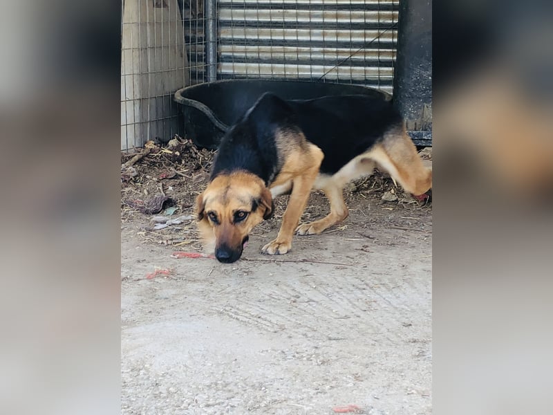 Liebevolle Ruby sucht liebevolle Familie