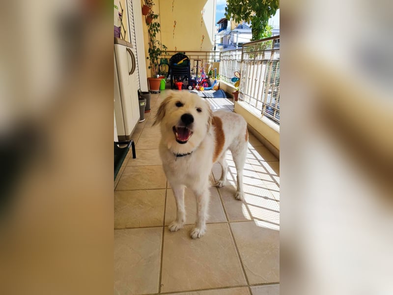 Senior Casper ist noch fit