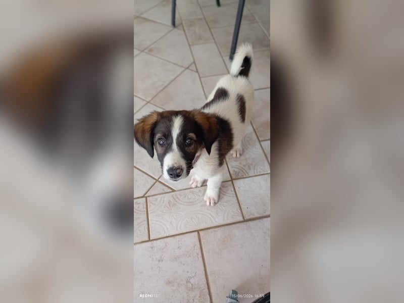 Menschenbezogener Luca sucht seine Familie