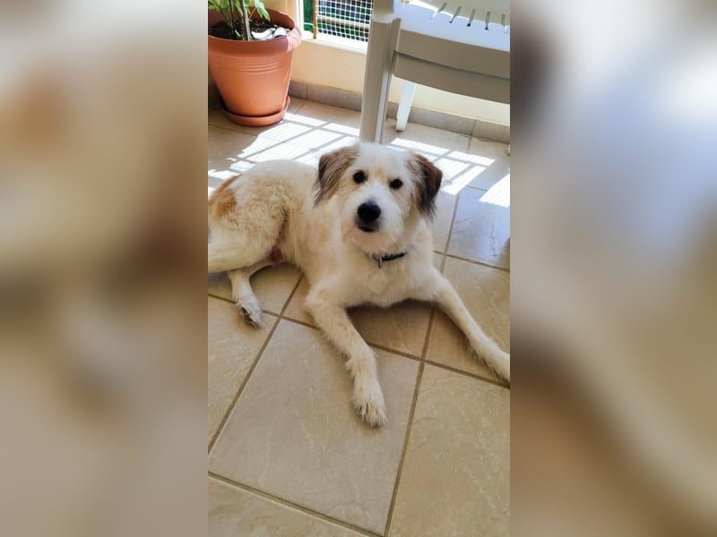 Senior Casper ist noch fit