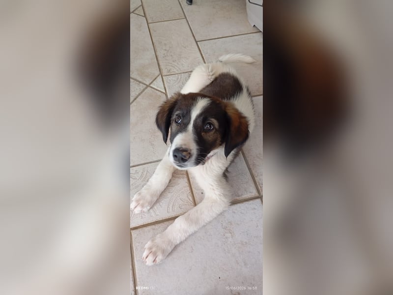 Menschenbezogener Luca sucht seine Familie