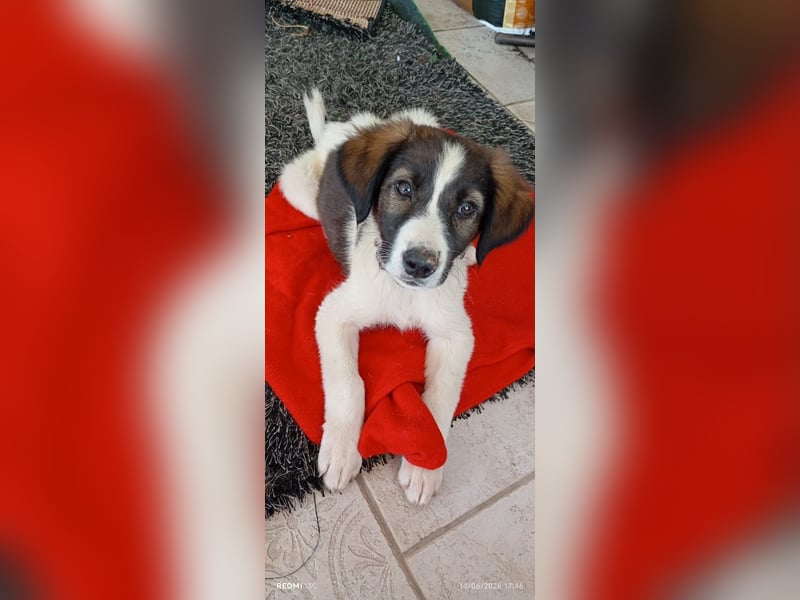 Menschenbezogener Luca sucht seine Familie