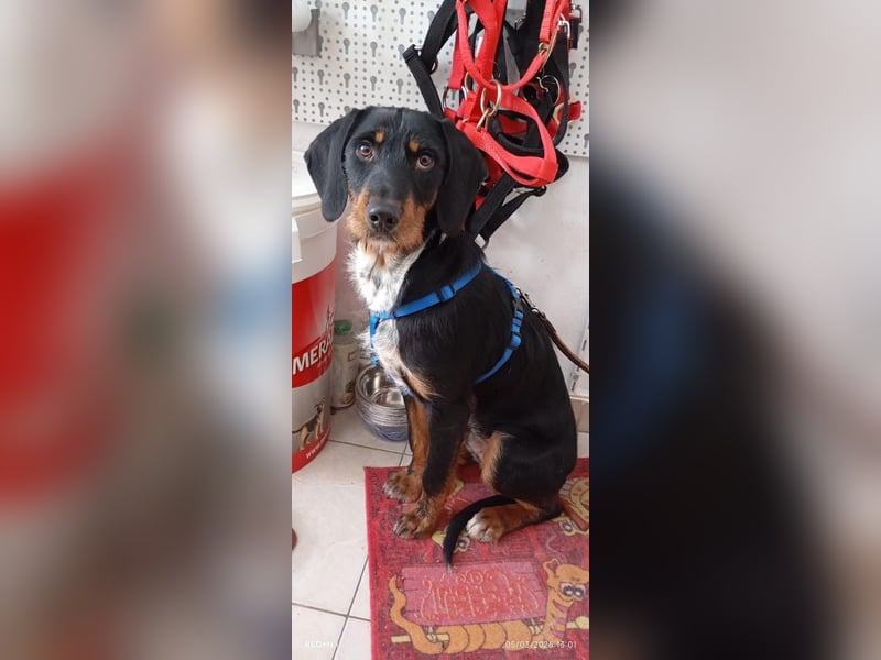 Lako, BrackenMix gibt die Hoffnung nicht auf
