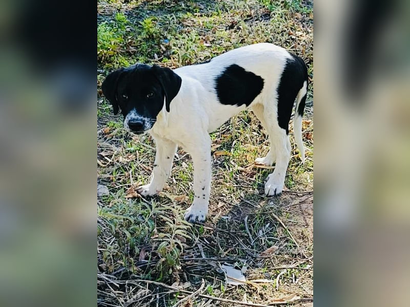 Skye - zarter mittelgroßer Bub Skye - zarter mittelgroßer Bub