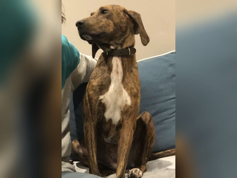 Sanfte Lisa wartet auf liebevolle Familie