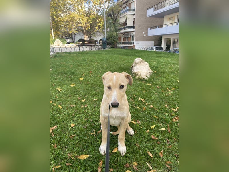 Welpe mit Handikap möchte eine Chance