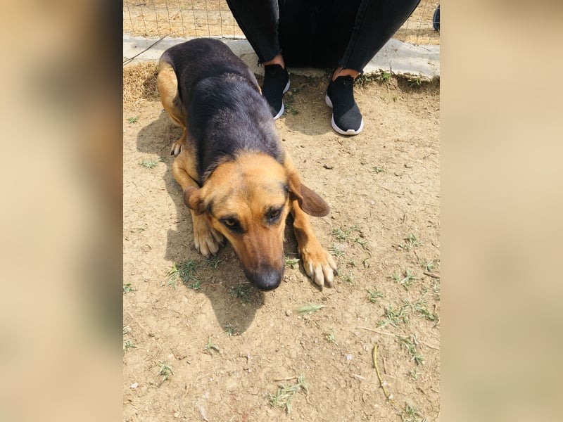 Liebevolle Ruby sucht liebevolle Familie