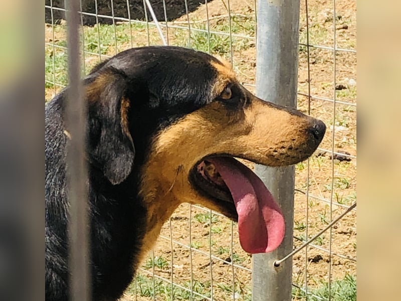Kali - freundliches Hundemädchen sucht Körbchen