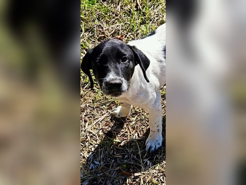 Skye - zarter mittelgroßer Bub Skye - zarter mittelgroßer Bub