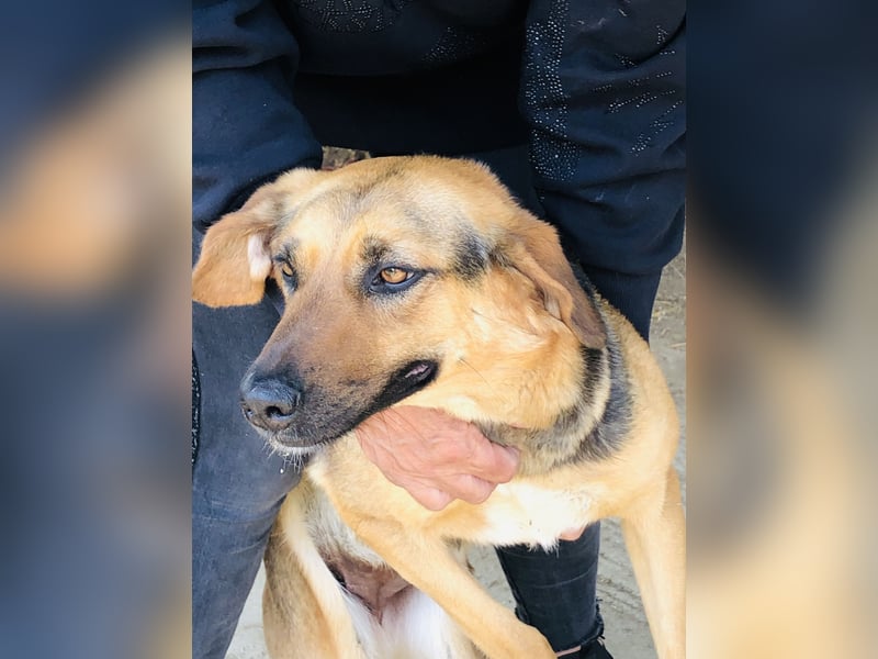 Liebevolle Ruby sucht liebevolle Familie