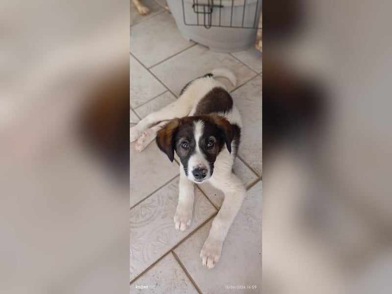 Menschenbezogener Luca sucht seine Familie