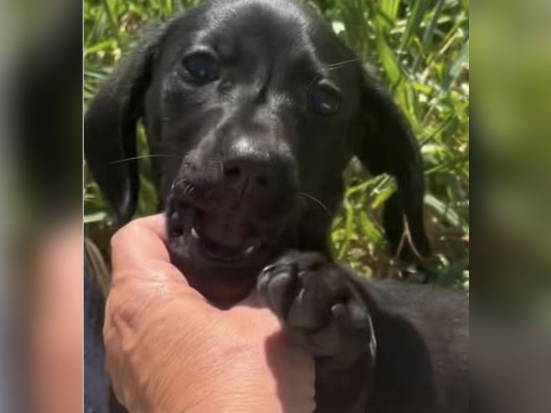 Glückskind Lilly sucht ihre Familie