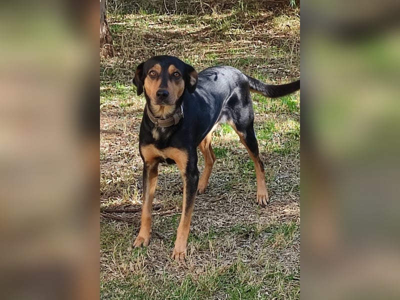 Kali - freundliches Hundemädchen sucht Körbchen