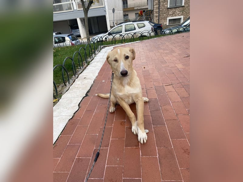 Odin - Kokoni Mix  möchte eine Chance