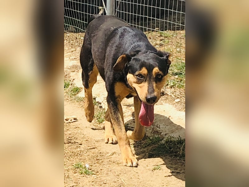 Kali - freundliches Hundemädchen sucht Körbchen