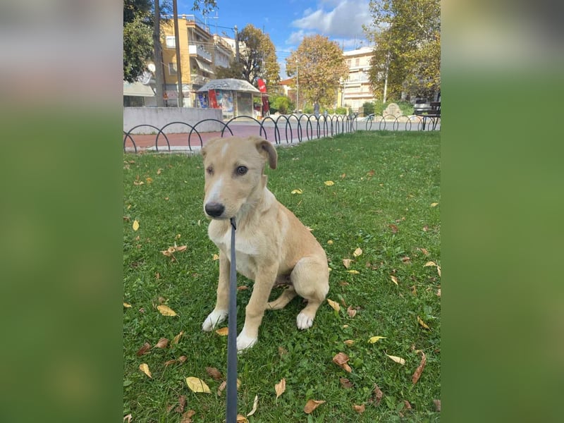 Welpe mit Handikap möchte eine Chance