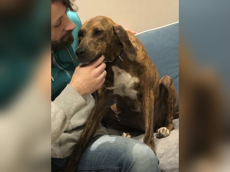 Sanfte Lisa wartet auf liebevolle Familie