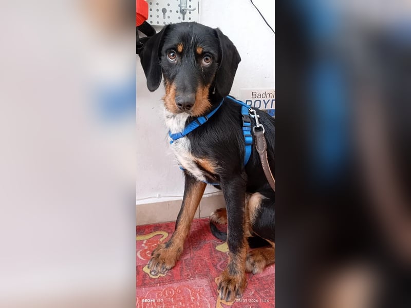 Lako, BrackenMix gibt die Hoffnung nicht auf
