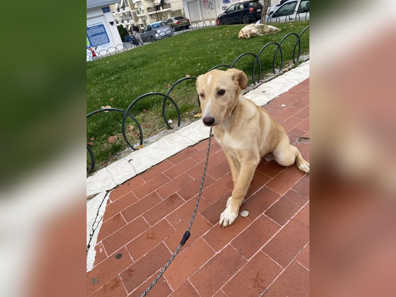 Odin - Kokoni Mix  möchte eine Chance