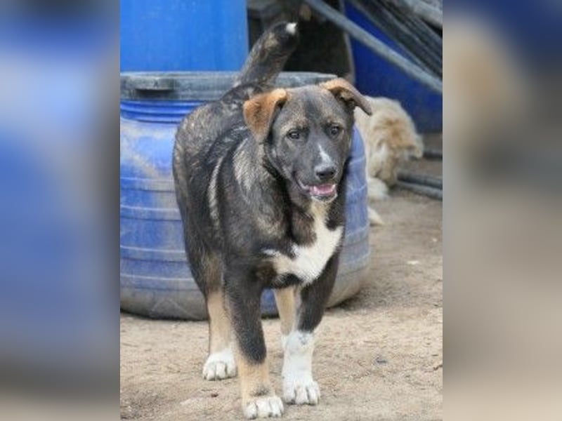NEMO - zauberhafter Junghund sucht seine Familie