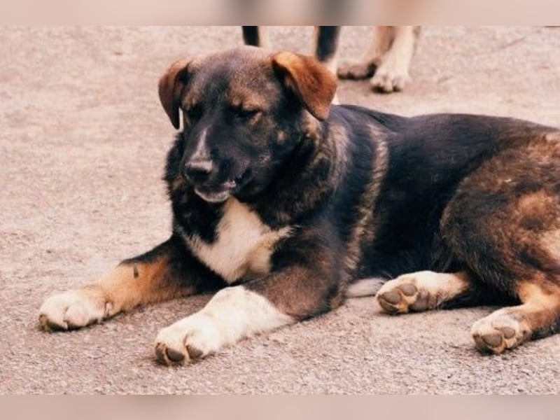 NEMO - zauberhafter Junghund sucht seine Familie