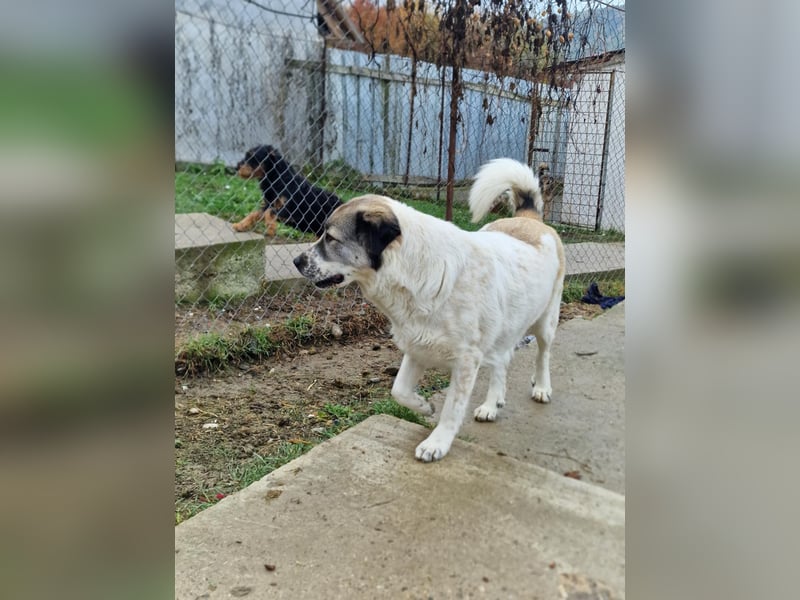 Luna, freundliches Hundefräulein auf der Suche nach dem Glück