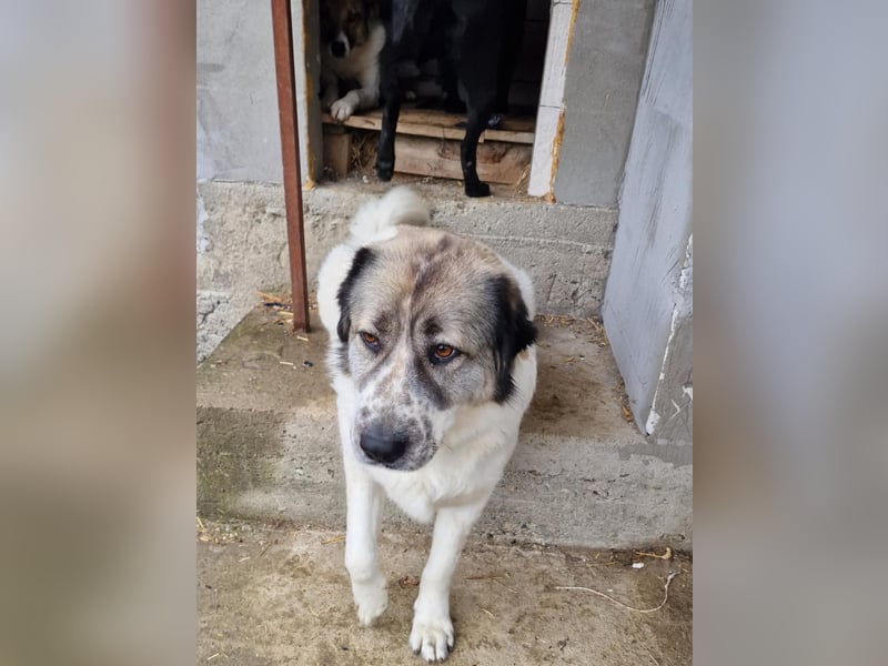 Luna, freundliches Hundefräulein auf der Suche nach dem Glück