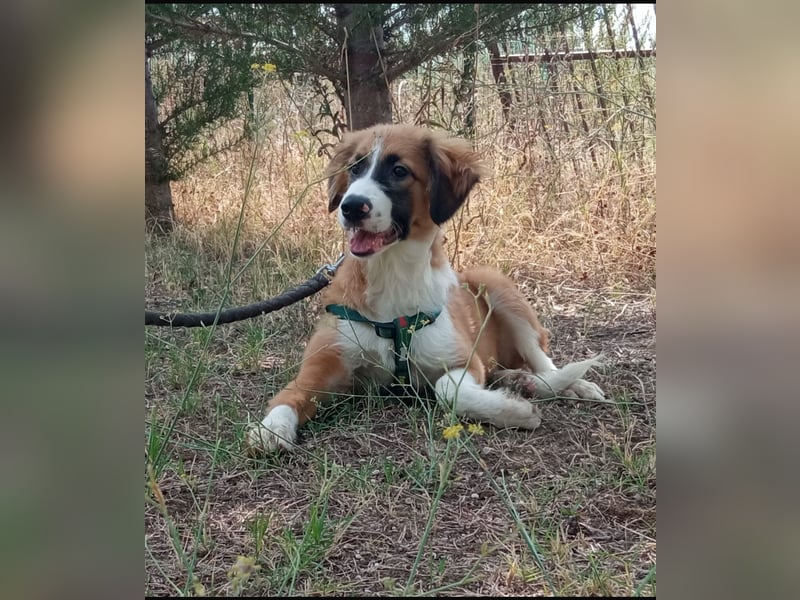 Kensia sucht ein liebevolles Zuhause