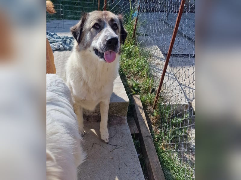 Luna, freundliches Hundefräulein auf der Suche nach dem Glück