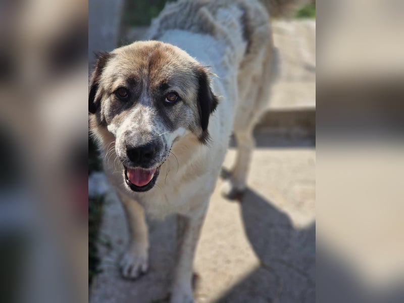 Luna, freundliches Hundefräulein auf der Suche nach dem Glück