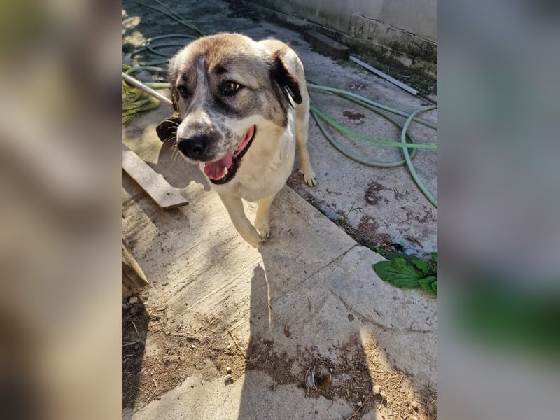 Luna, freundliches Hundefräulein auf der Suche nach dem Glück