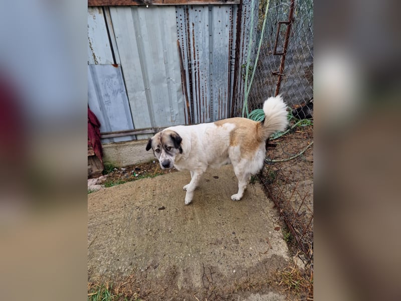 Luna, freundliches Hundefräulein auf der Suche nach dem Glück