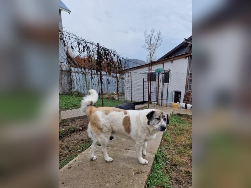 Luna, freundliches Hundefräulein auf der Suche nach dem Glück