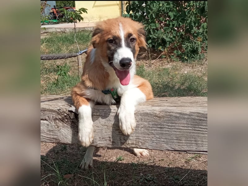 Kensia sucht ein liebevolles Zuhause