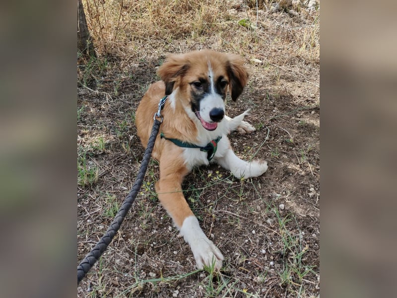 Kensia sucht ein liebevolles Zuhause