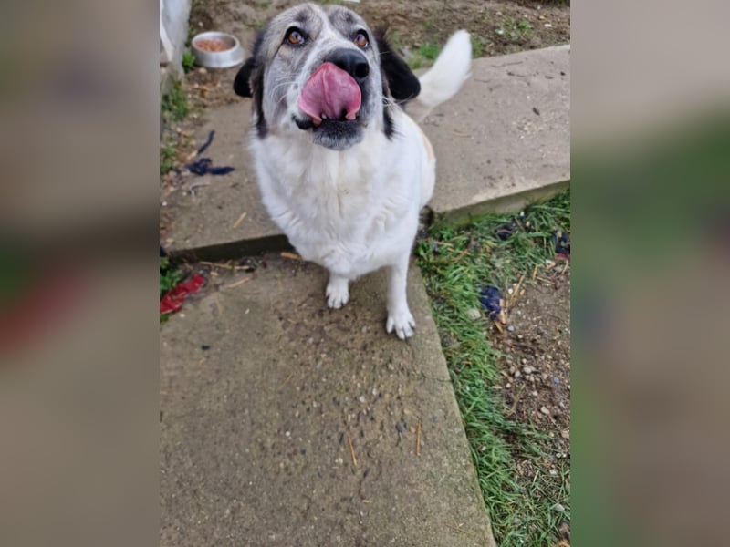 Luna, freundliches Hundefräulein auf der Suche nach dem Glück