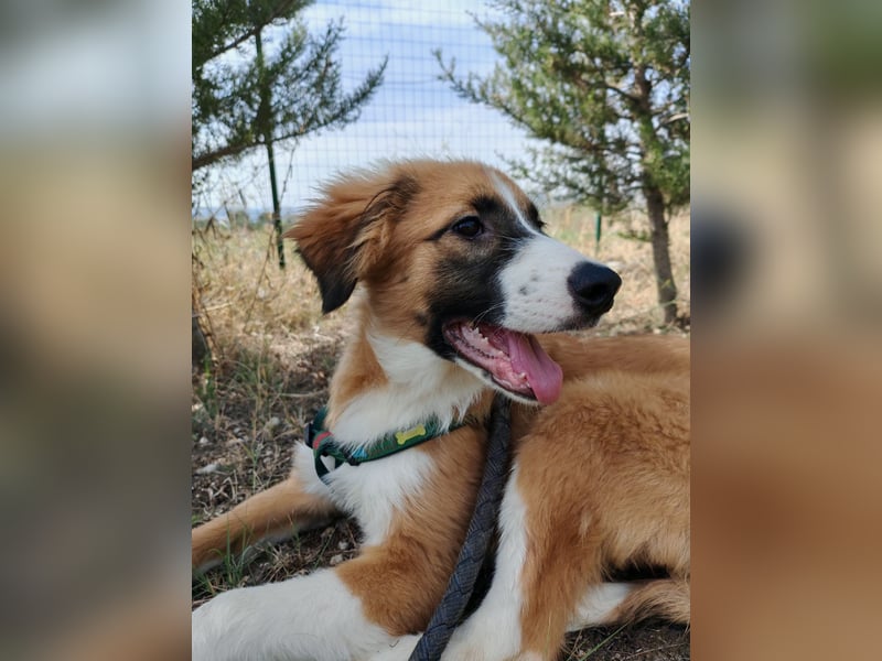 Kensia sucht ein liebevolles Zuhause