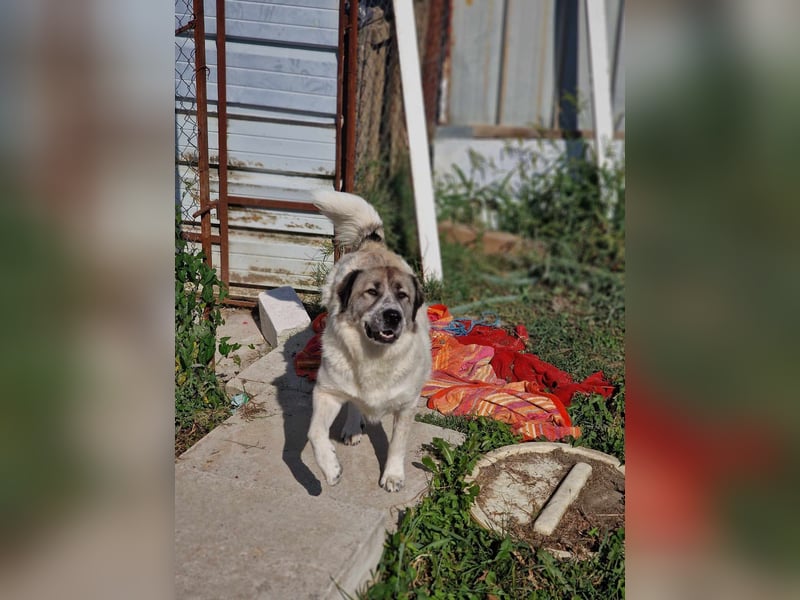 Luna, freundliches Hundefräulein auf der Suche nach dem Glück