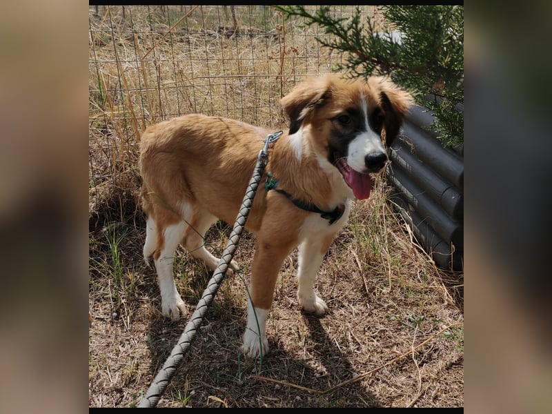 Kensia sucht ein liebevolles Zuhause