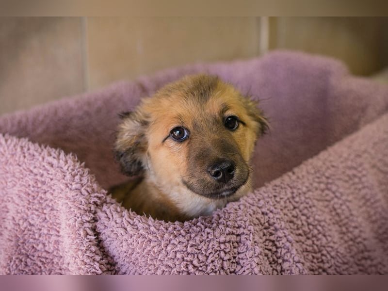 Welpe TILLY - ich suche eine Familie, die mich liebt, beschützt und nie mehr alleine lässt