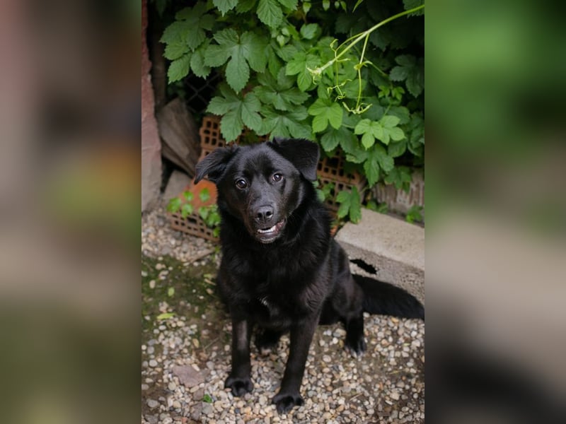 GITTA - die verspielte und unternehmungslustige Hündin möchte mit ihren Menschen die Welt entdecken