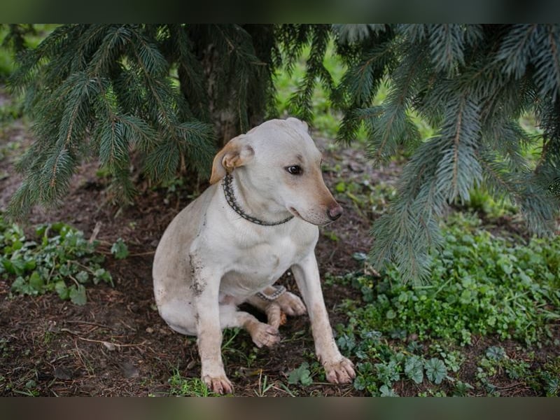 DESIREE - wer schenkt der schüchternen Maus Liebe, Geduld und Sicherheit?